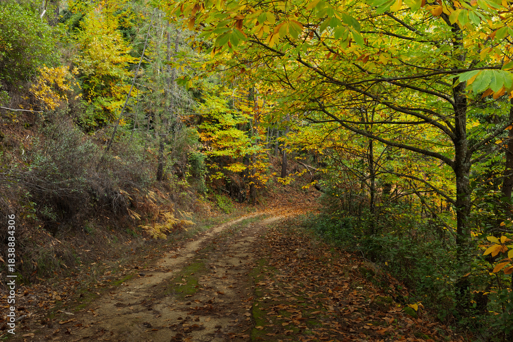 Fototapeta premium Winding path through autumn forest with fallen leaves and golden trees