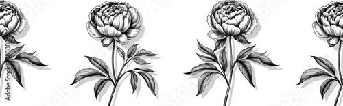 Detailed black and white peony botanical illustration featuring vintage floral engraving style, elegant hand drawn flower art for decorative design projects