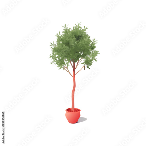 Single small bonsai tree in a ceramic pot with green foliage isolated on a white background, symbolizing nature, growth, and the garden environment
