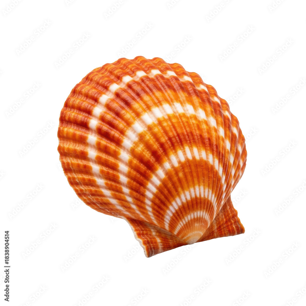 Fototapeta premium perfectly preserved pecten maximus scallop seashell, vibrant sunset orange and white, intricate ribbed texture, extreme macro focus on white background. concept of natural perfection and geometry