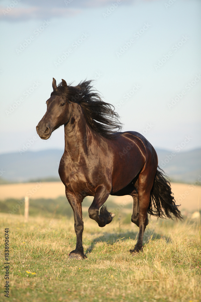 Obraz premium Friesian horse moving in sunset