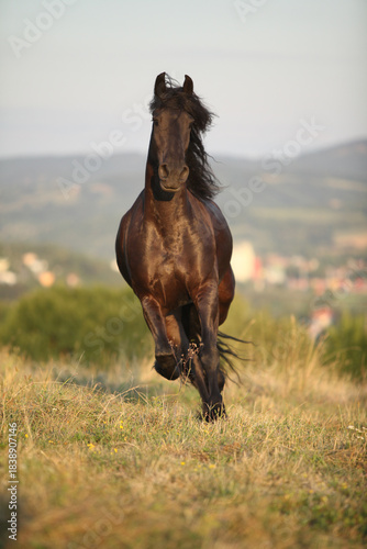 Friesian horse moving in sunset