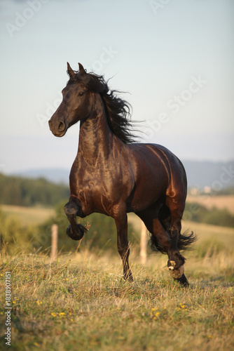 Friesian horse moving in sunset