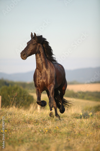 Friesian horse moving in sunset