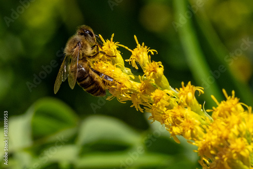 Abeille butinant sur une fleur jaune