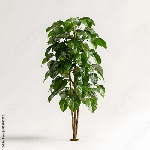 Lush Foliage: A verdant plant thrives, its large leaves showcasing nature's artistry and the essence of life and growth.
