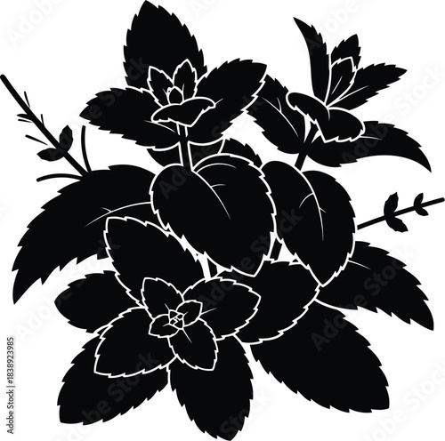 Silhouette of mint leaves spreading fresh sprigs