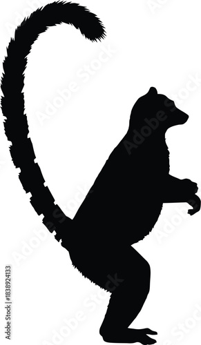 Silhouette of a ring tailed lemur standing upright with curled tail