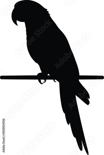 Silhouette of a parrot perched calmly on a bar