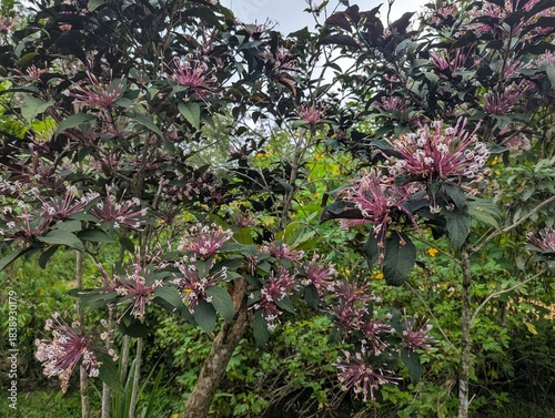 Pink and white flower clusters of Starburst bush (Clerodendrum quadriloculare)