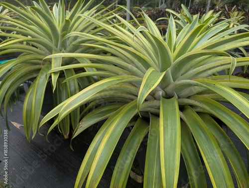 Large yellow and green leaves of Alcantarea Bromeliad