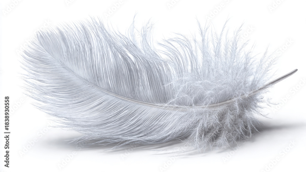 Obraz premium Delicate White Feather