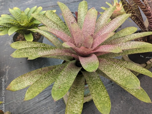 Colorful bromeliad Vriesea shaped like a rosette 