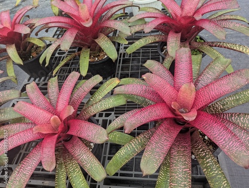 Colorful bromeliad Vriesea shaped like a rosette 