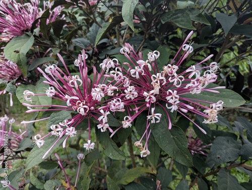 Pink and white flower clusters of Starburst bush (Clerodendrum quadriloculare)
