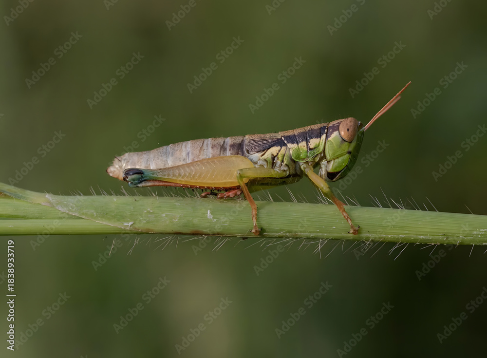 Fototapeta premium Grasshoppers perch horizontally on hairy/thorny plant stems