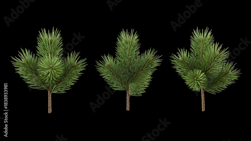Three realistic evergreen trees isolated on a black background for compositing