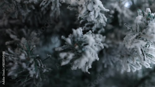 Snow covered pine tree, Winter time, Christmas,