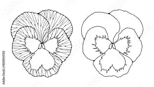Hand drawn pansy flower outline or sketch isolated on a white background. Vector flower illustration for coloring books or publications