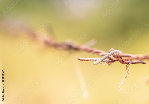 Rusty Barbed Wire Against Blurred Green Background