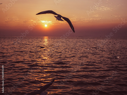 Beautiful Seagulls Flying Over Sea During Sunset