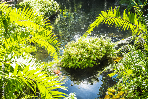 Sunlight Shines on Lush Green Ferns by Pond
