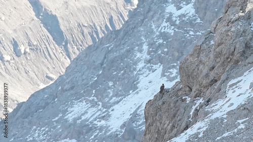 The bearded vulture (Gypaetus barbatus)