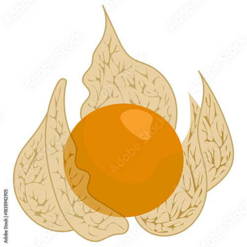 Physalis (Cape Gooseberry)