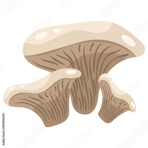 Oyster Mushroom
