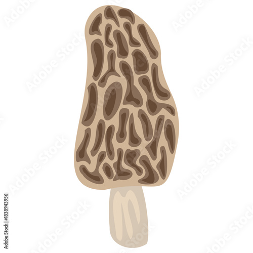 Morel Mushroom