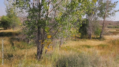 Birds chirp and sing in a marsh in Ouray National Wildlife Refuge in northeastern Utah, with sound