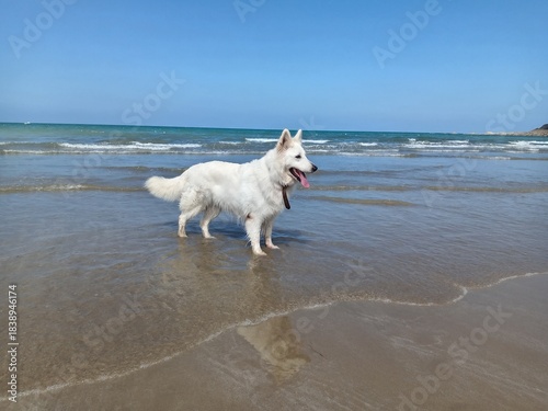 Chien, Berger blanc suisse sur la plage 1