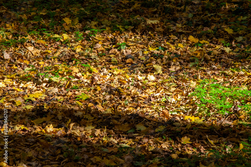 fall scenes in the forest