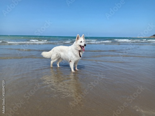 Chien, Berger blanc suisse sur la plage 2