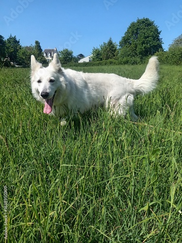 Chien, Berger blanc suisse jouant dans un champ
