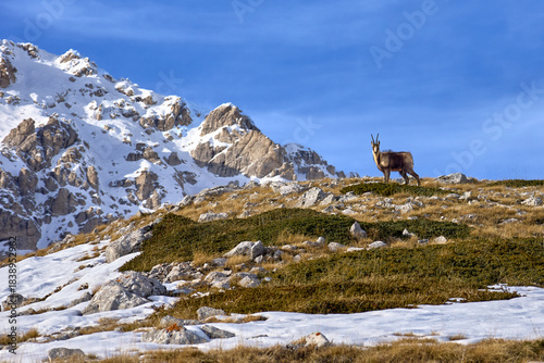 Rupicapra pyrenaica ornata - Il camoscio appenninico - Gran Sasso d'Italia, Abruzzo