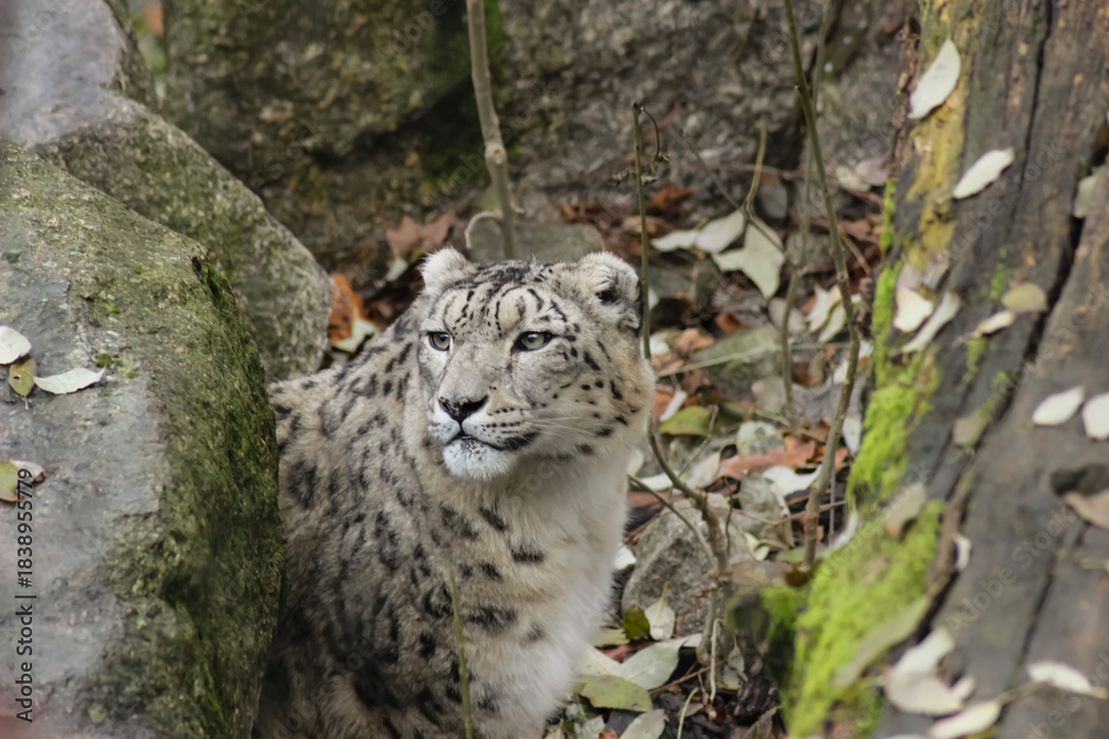 Fototapeta premium snow leopard cub