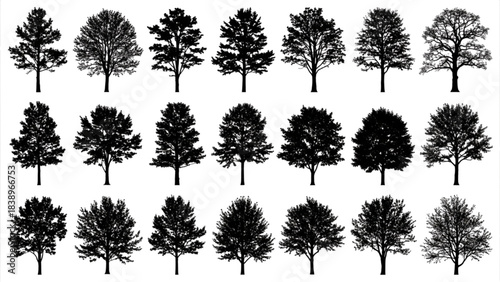 Conifer Tree Silhouette CAD Blocks Architectural Elevation Graphics Engineering Landscape Blueprint Symbols