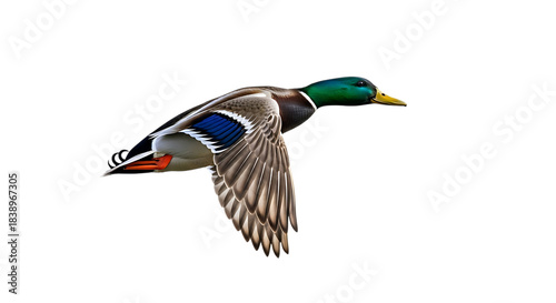 Mallard duck with green head and orange feet flying with wings spread isolated on a transparent background