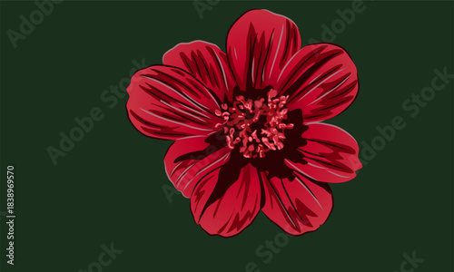 Cosmos atrosanguineus, the brown cosmos, is a species of Cosmos, native to Mexico.