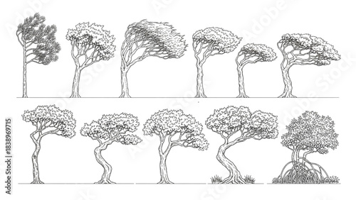 Stylized cad hand-drawn tree illustrations collection, depicting diverse botanical forms and natural vegetation. A variety of trees with unique shapes
