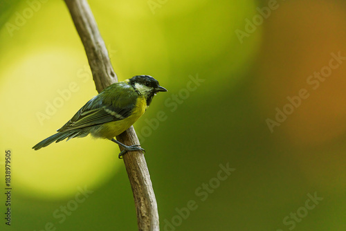 Parus major Great Tit perched on slender branch against soft green background