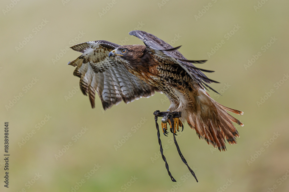 Fototapeta premium Buteo buteo Common Buzzard landing with spread wings and hanging jesses visible