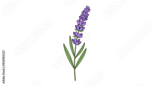 A simple illustration of a single lavender flower spike with green leaves on a white background