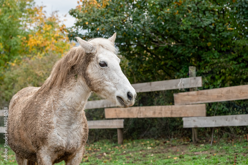 Portrait of a horse from a winter shelter in the forest
