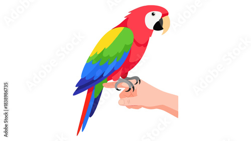 Colorful parrot perched on a human finger against a white background