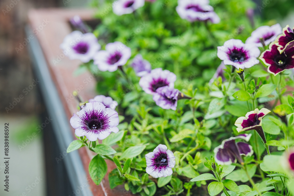 Fototapeta premium Colorful petunias blooming in a garden planter during a sunny day