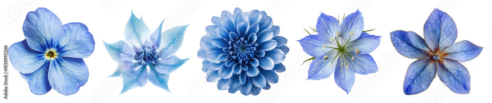 Fototapeta premium PNG Vibrant blue floral arrangement, element set on transparent background