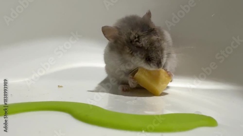 Winter white dwarf hamster (Phodopus sungorus), also known as Russian dwarf or Djungarian hamster is gnawing on piece of cheese. Treat for domestic pet. Rodent nutrition.
