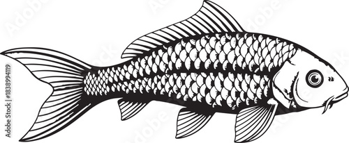 Black and white koi carp fish drawing isolated on transparent background vector